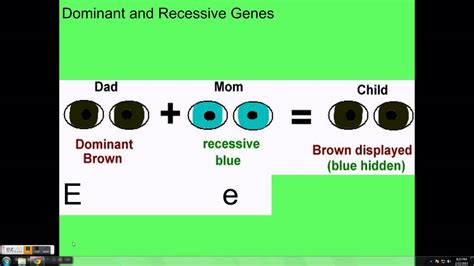 Dominant And Recessive Alleles