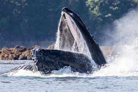 Humpback Whale Mouth Open