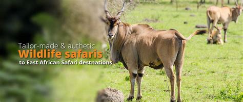 Uganda Safaris | Uganda Tours | Best Budget Uganda Safari