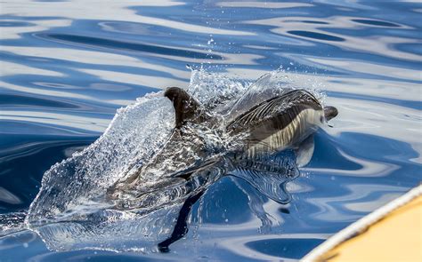 Azores Whale Watching | Half-day guide tour