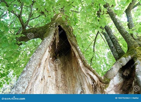 Very Old Hollowed Out Tree that Still Hasn`t Died Photographed in Spring Stock Image - Image of ...