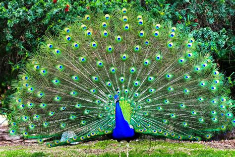 Burung Merak Jawa - Budgie Bird