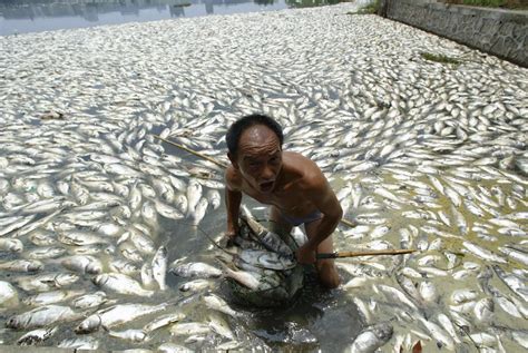 Pollution of the water and air have short and far reaching effects. Here, we see dead fish in a ...