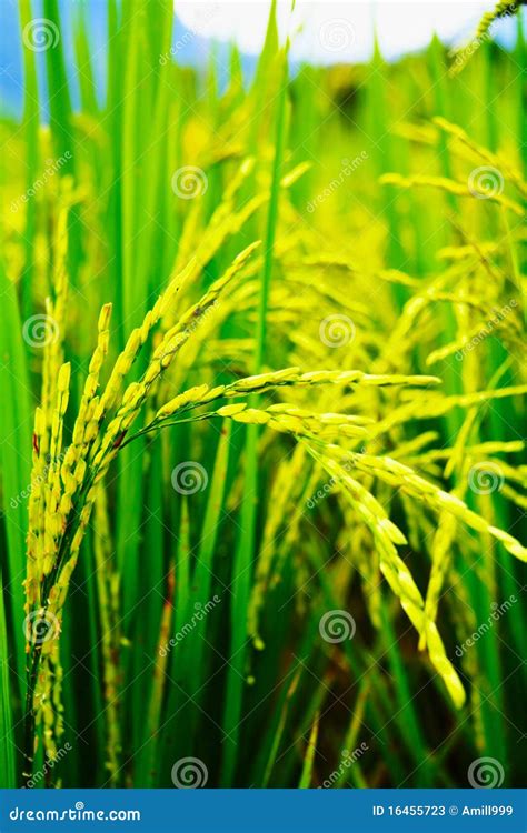 Rice Plant Stock Photos - Image: 16455723