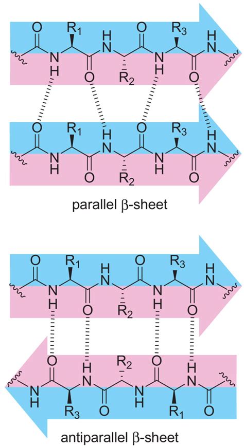 Beta Sheet Antiparallel Vs Parallel