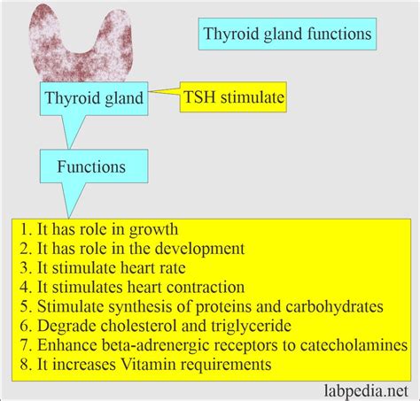 Thyroid:- Part 2 - TSH (Thyroid-Stimulating Hormone), Thyrotropin - Labpedia.net