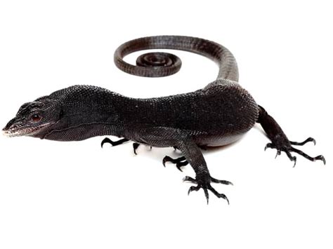 Black Tree Monitor (Varanus beccarii) | ReptileTalk NET