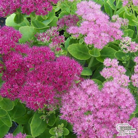 Buy Sedum spectabile (Brilliant Group) Brilliant (Ice plant) in the UK