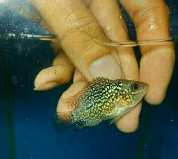 [Lengkap] Daftar Harga Ikan Louhan Golden Base Terbaru 2020 JejakSemut