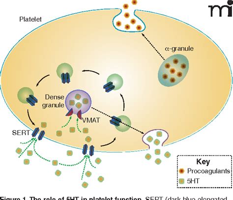 Figure 1 from The Serotonin Transporter and Platelet Function | Semantic Scholar