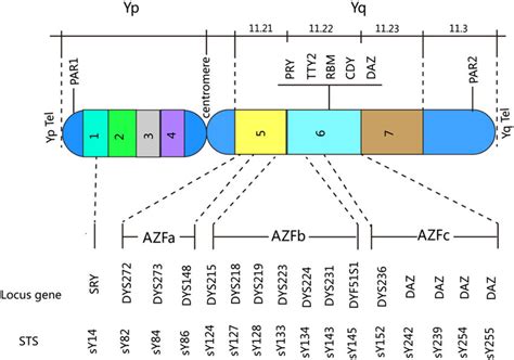 Schematic diagram of Y chromosome showing AZF regions a, b, c, and... | Download Scientific Diagram