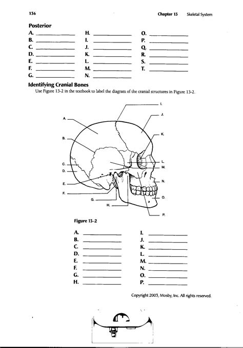 Printable Anatomy Labeling Worksheets
