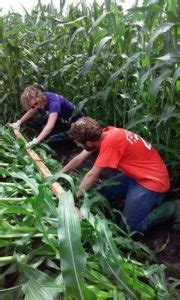 Corn root rot - Vegetable Growers News