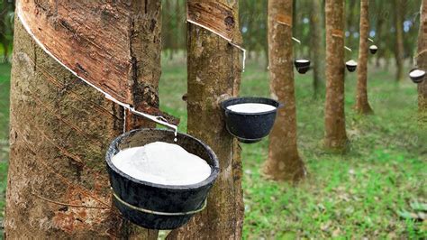 How to Harvest Rubber Directly From Trees - Rubber Harvesting Process - YouTube