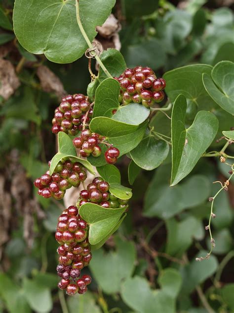 Smilax aspera L. | Family Smilacaceae SPAIN: MALAGA: Nerja (… | Flickr