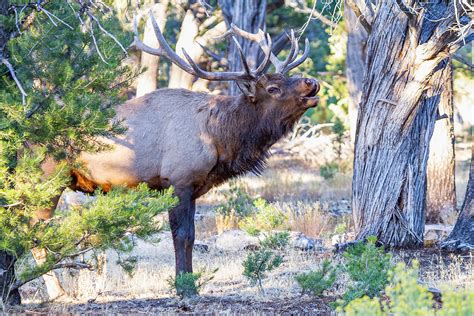 Flickriver: Photoset 'Grand Canyon Wildlife' by James Marvin Phelps