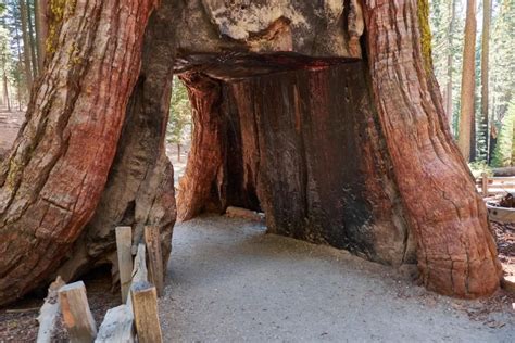 Yosemite's Mariposa Grove to Reopen Soon with Winter Conditions