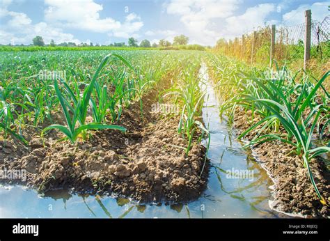 natural watering of agricultural crops, irrigation. leek plantations ...