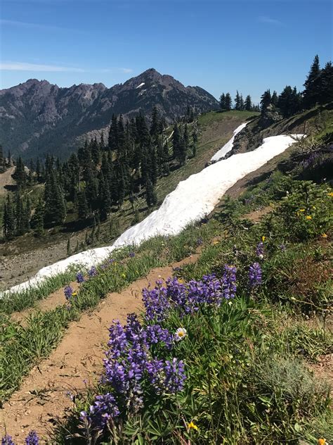 Hiking: Olympic National Park