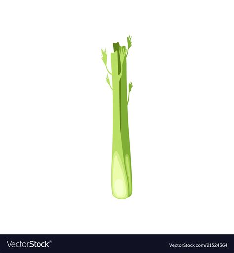 Fresh celery stalk vegetarian healthy food Vector Image