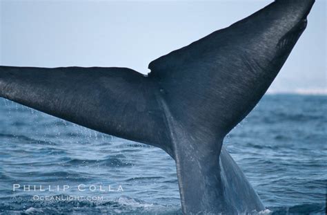 Blue whale, caudal stem, fluke with median notch, Balaenoptera musculus