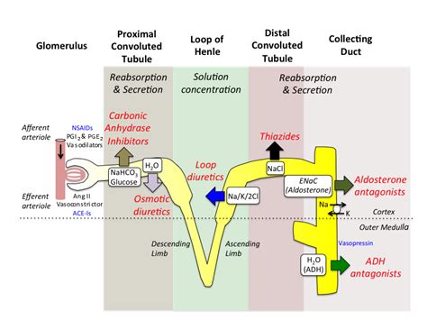 Furosemide Mechanism Of Action