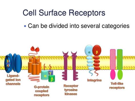 Cell And Membrane Receptors Labeled : Functions and Diagram