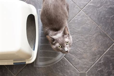 Cystitis in Cats | Great Pet Care