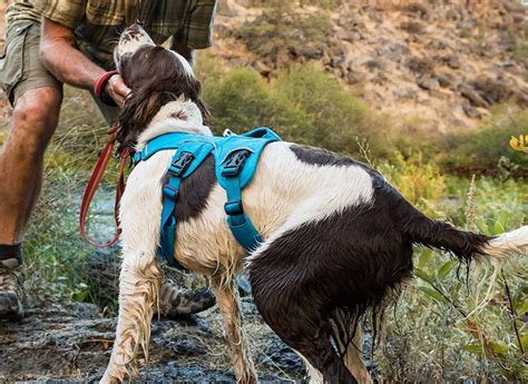 The 4 Best Escape-Proof Dog Harnesses