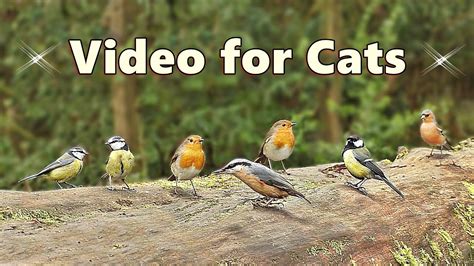 Videos for Cats ~ Bird Sounds Delight ⭐ 8 HOURS ⭐ NEW - YouTube