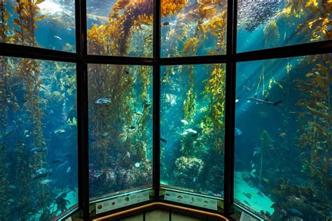 The Best Aquarium: Ultimate Guide to Stunning Aquatic Displays - Aquariuman