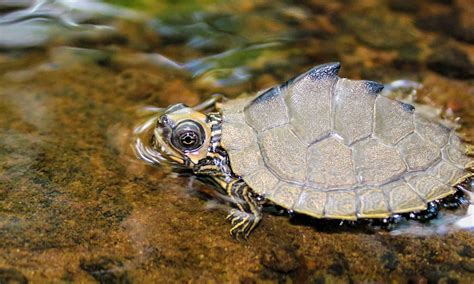 What's in the Alabama River and Is It Safe to Swim In? - A-Z Animals