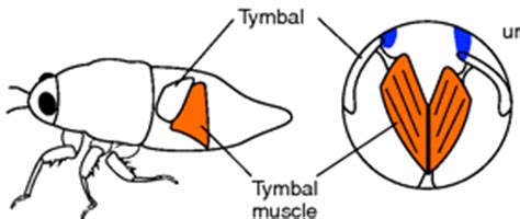 Cicadas- Tymbal Method - norhasyimah 43517608