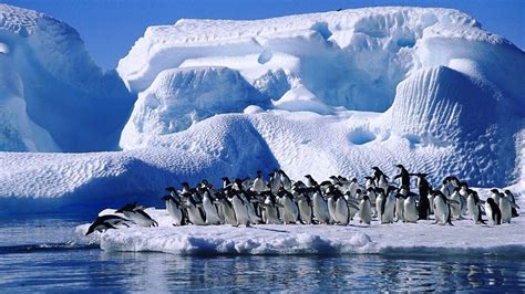 Penguins in Antarctica ~ Must See how To?