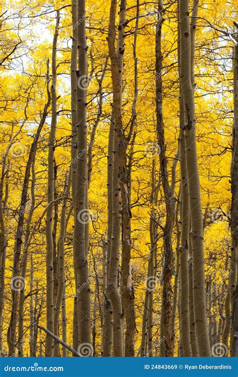 Aspen Forest in Fall stock image. Image of outdoor, canopy - 24843669