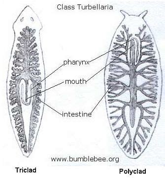 Turbellaria (free-living flat worms)