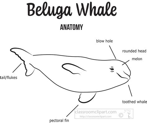 Beluga Whale Anatomy - Abba Humananatomy