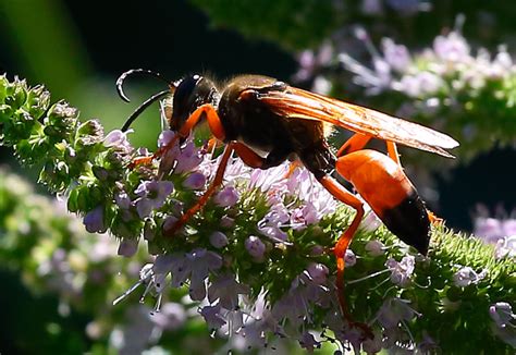 Great Golden Digger Wasp