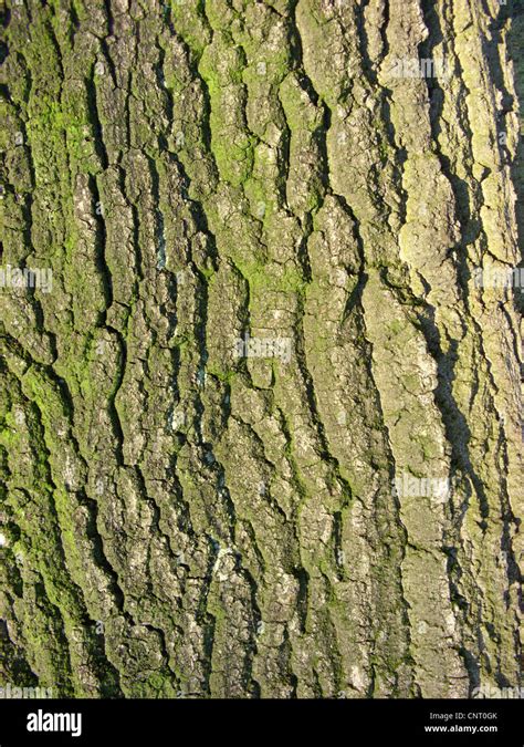 Turkey oak (Quercus cerris), bark Stock Photo - Alamy