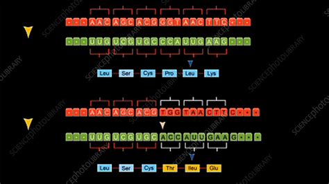 Frameshift mutation, animation - Stock Video Clip - K003/7596 - Science Photo Library