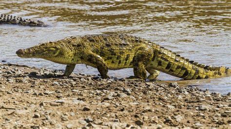 Crocodile speaks of primal... - Animal Speak by Ted Andrews