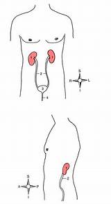 Urinary System Lab Coloring Exercise Flashcards  Quizlet sketch template