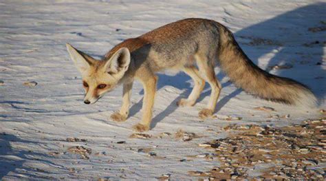 Fauna of Egypt |Egypt desert animals