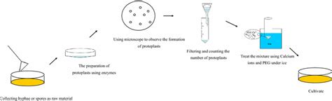 Basic steps of the protoplast-mediated transformation | Download ...