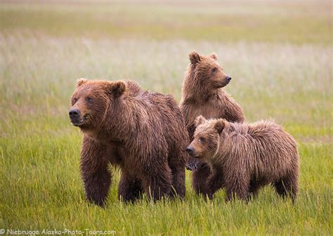 Brown Bear Family - Photo Blog - Niebrugge Images