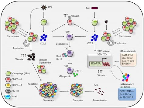 | Proposed mechanisms of reciprocal effects of CCL2-mediated... | Download Scientific Diagram