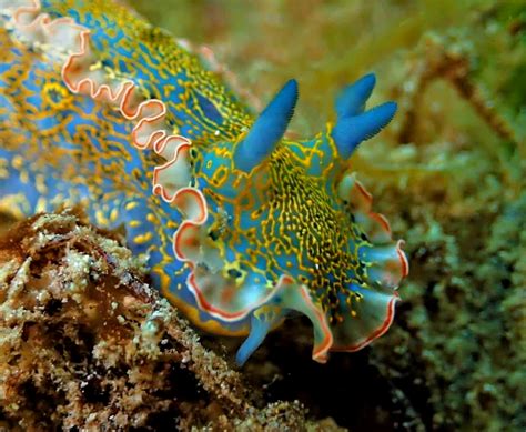 5 Fun Facts About Nudibranchs | Roatan Divers