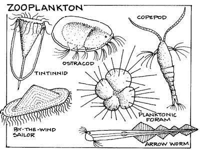 Zooplankton! - A Marine Biologist