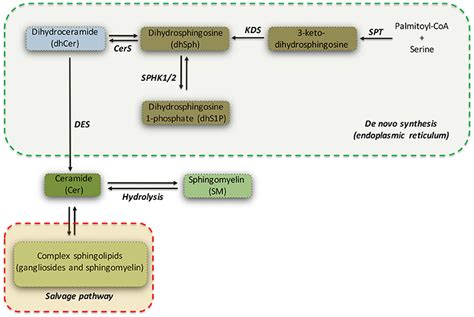 Frontiers | De novo Synthesis of Sphingolipids Is Defective in Experimental Models of Huntington ...