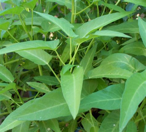 Water Spinach (Kang Kong) - Woodvale Fish & Lily Farm Perth